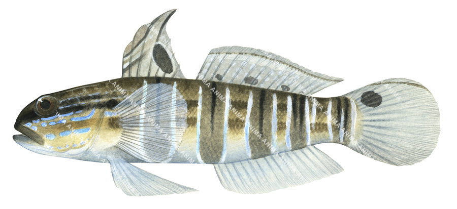 a detailed illustration of a Whitebarred Goby, featuring the fish with a white and blue striped body and fins.