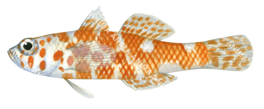 A detailed illustration of a Lantana Pygmy Goby, primarily orange with white spots against a white background, side view