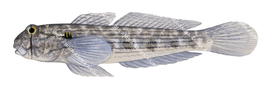 An illustration of a Shoulderspot Sandgoby on white background, side view.