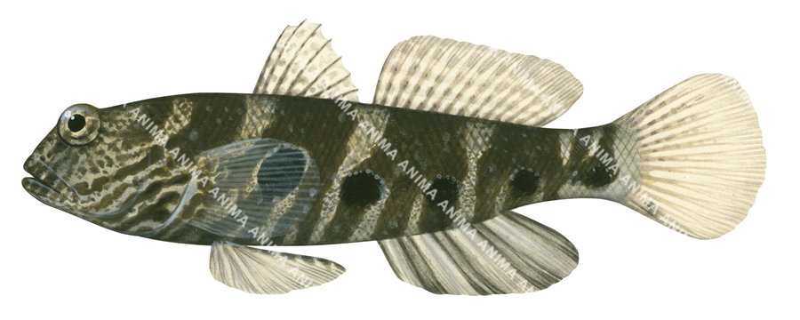 An detailed illustration of a Target Shrimpgoby, mostly brown and beige colour with five black spots, side view.