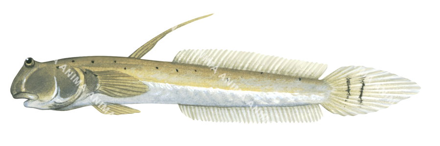 Bearded Mudskipper,