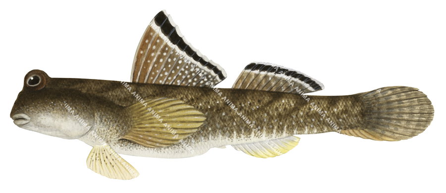Silverlined Mudskipper