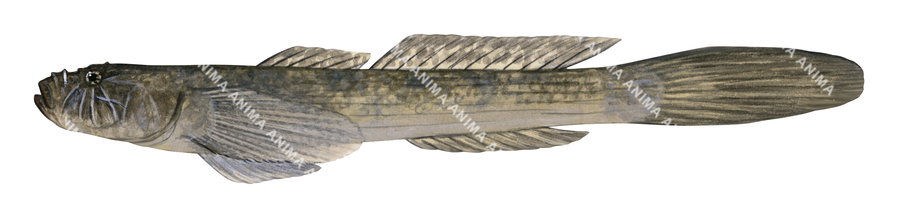 Flathead Goby