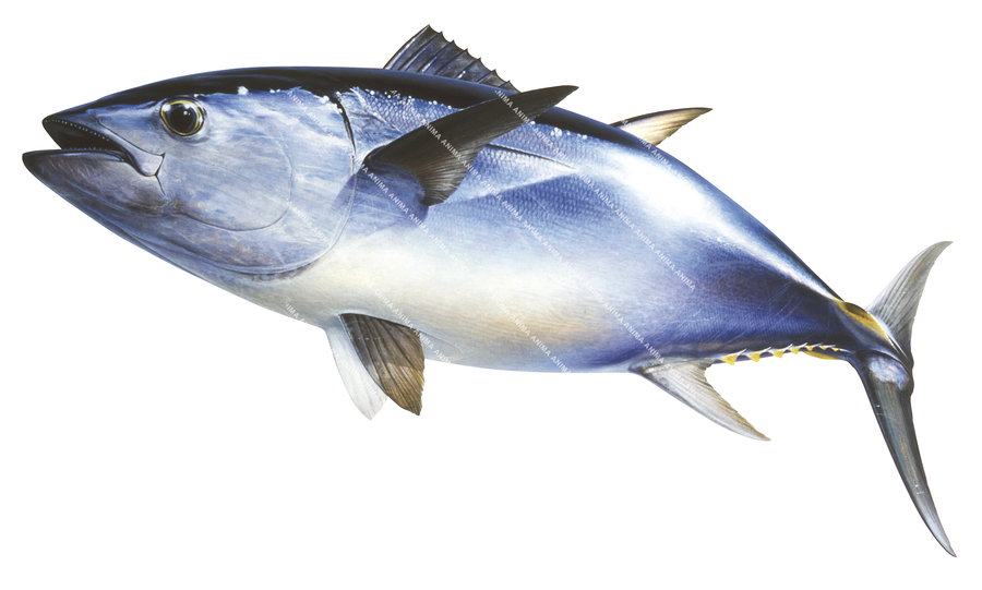 Southern Bluefin Tuna,Swimming