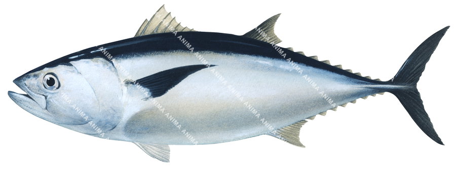 Southern Bluefin Tuna-4