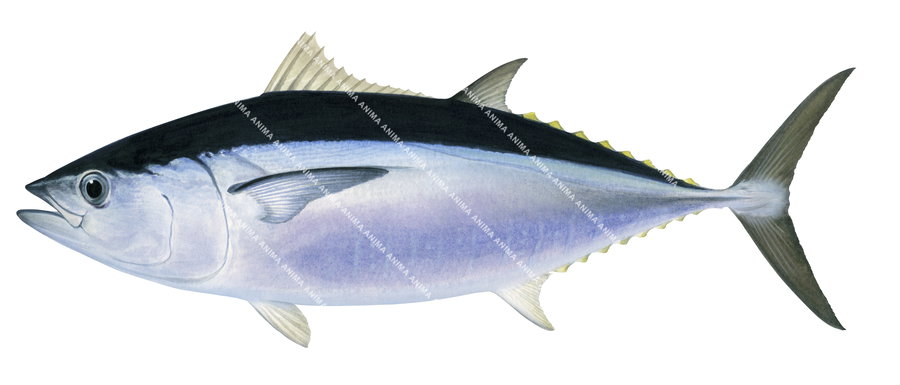 Southern Bluefin Tuna-2