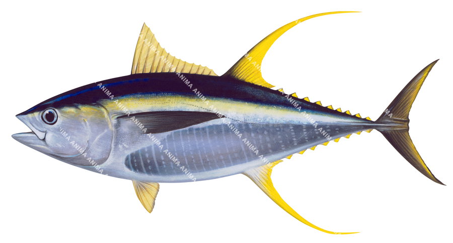 A detailed illustration of a Yellowfin Tuna on white background with its elongate, cylindrical body. Its dorsal and ventral yellow fins deployed.