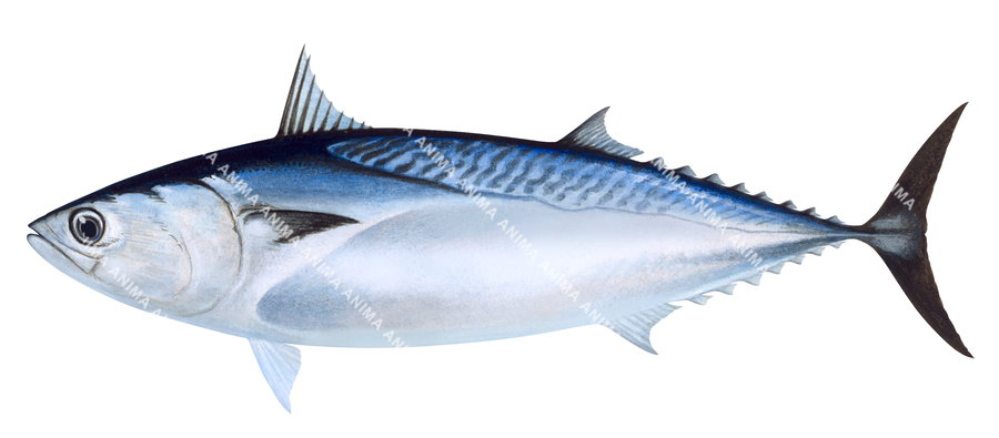A scientific illustration of a Frigate Mackerel, depicted in a side view with a blue and silver colour scheme, against a white background.