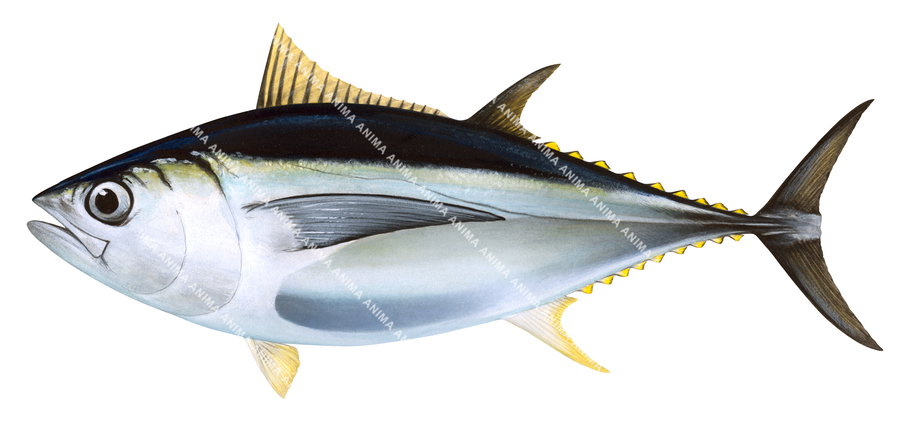 Illustration of the Bigeye Tuna with its torpedo-shaped body with dark blue backs and silver on the lower sides and belly.