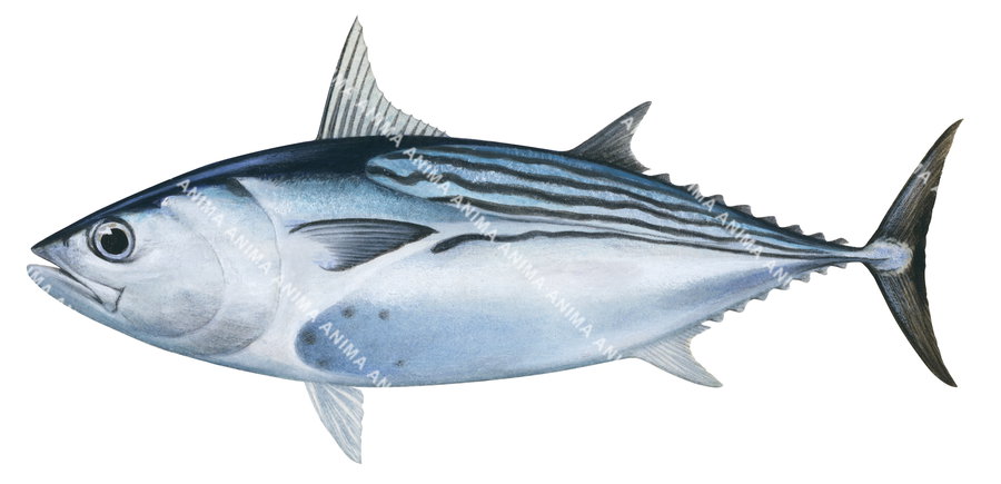 Scientific illustration of a Black Skipjack Tuna on white background and side view.Its cylindrical body mainly blue with horizontal stripes on its back.
