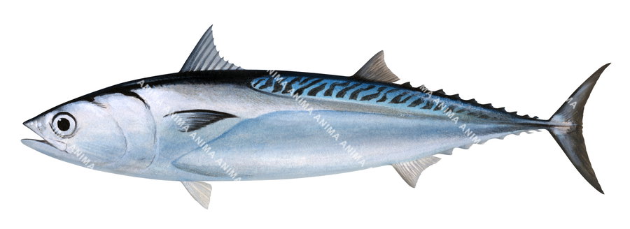 An illustration of a Bullet Tuna with its cylindrical blue and black colour body, Side view on white background.