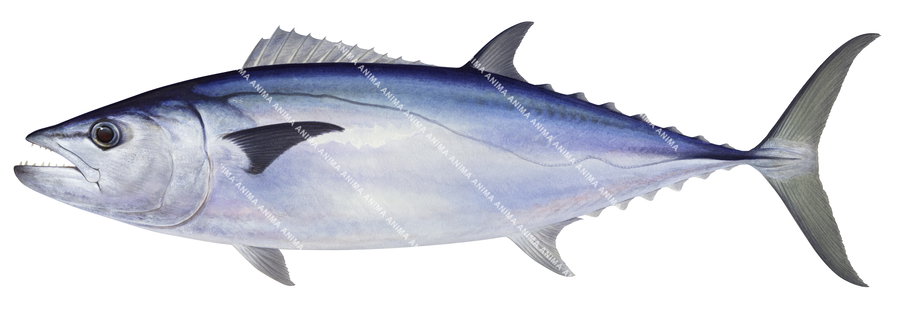 Dogtooth Tuna-2
