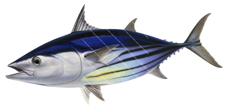 Skipjack Tuna swimming