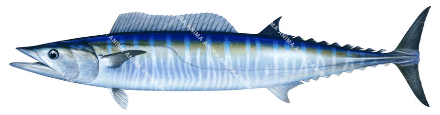 A scientific illustration of a Wahoo fish, with a blue and white striped body on white background and side view.