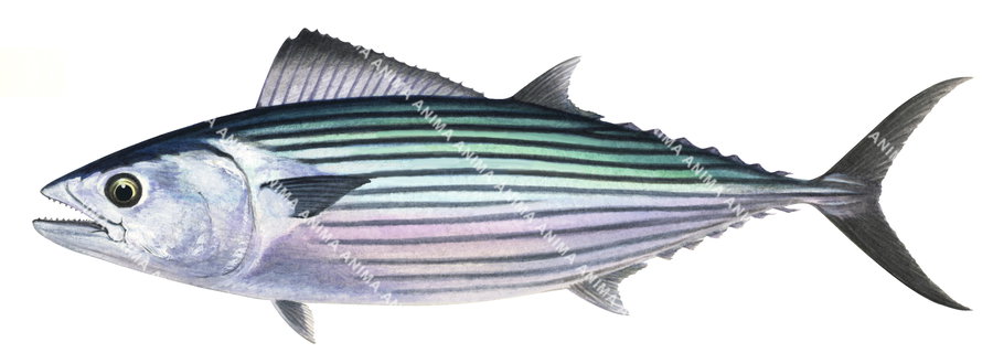 Scientific illustration on white background of the Australian Bonito, side view. Its body has horizontal stripes with green colour and light pink belly.