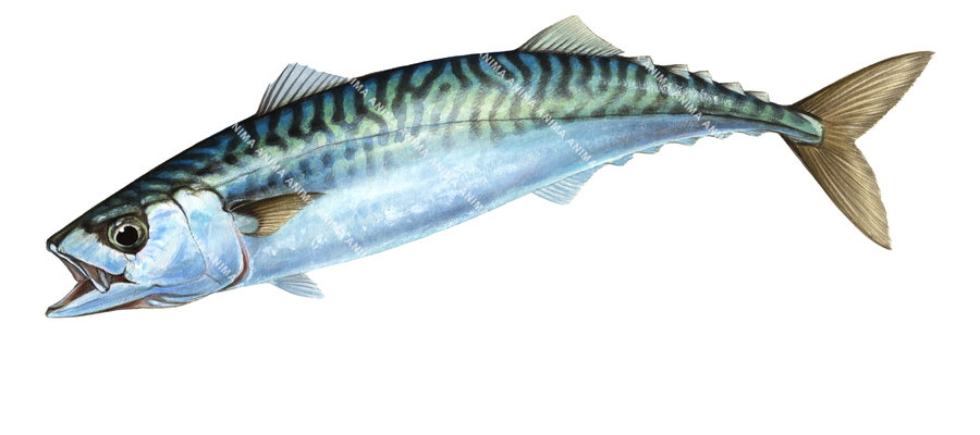 Swimming Atlantic Mackerel - Maquereau