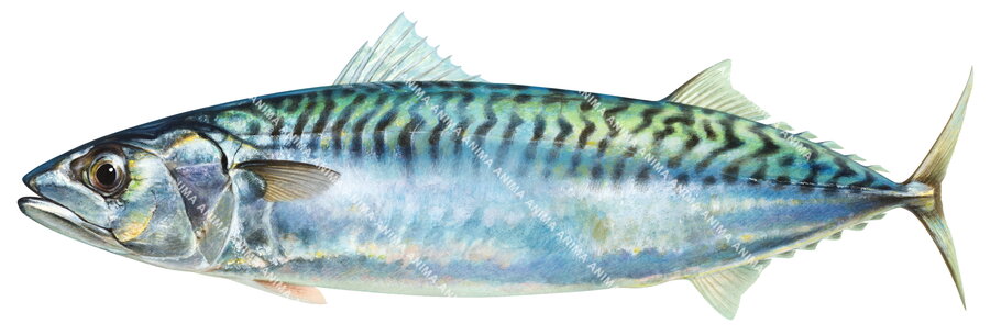 An illustration of an Atlantic Mackerel fish with a blue and green striped pattern.White background and side view.