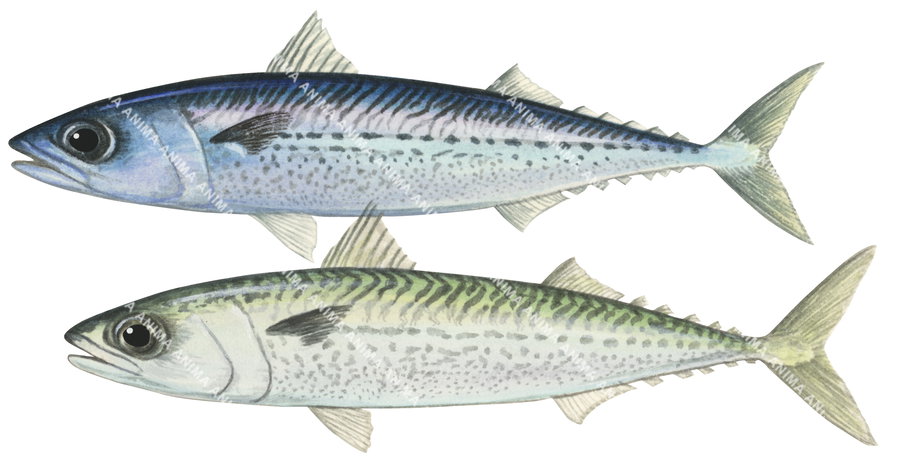 Blue Mackerel, two different colours