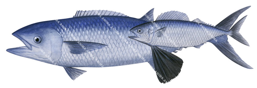 Butterfly Mackerel, Adult and Juvenile