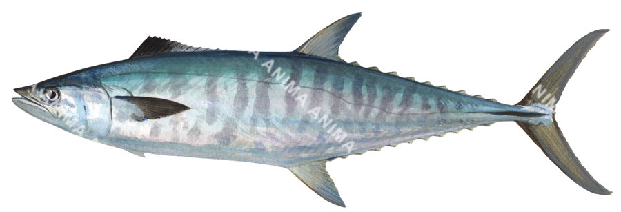 Grey Mackerel-2