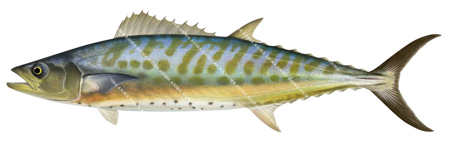 A accurate illustration of a Shark Mackerel, with a white.green and blue striped body and a finely detailed face.