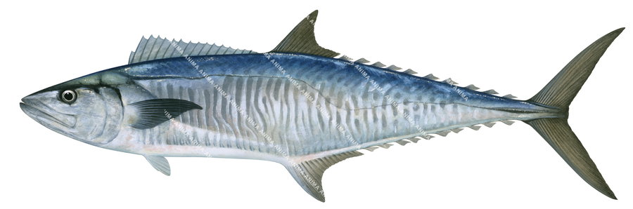 A detailed illustration of a Spanish Mackerel fish with a blue and silver colour pattern.White background and side view.