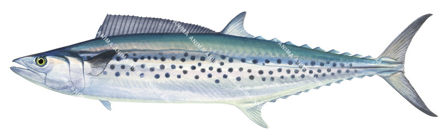 Spotted Mackerel-1
