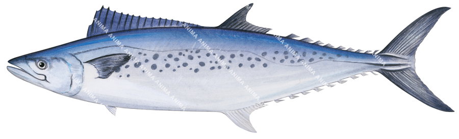 Spotted Mackerel-4