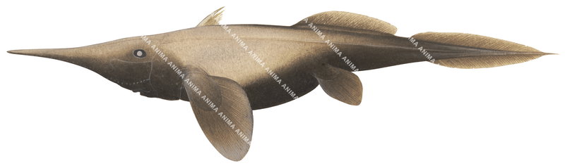Illustration of the Smallspine Spookfish,Harriotta haeckeli, side view on white background, high resolution image