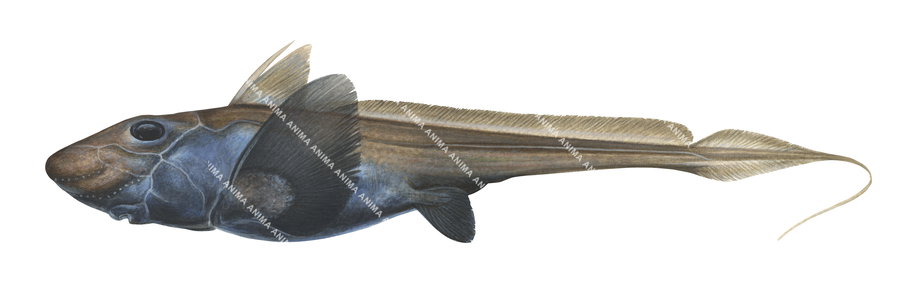 shark illustration of the Abyssal Ghostshark,Hydrolagus trolli|, colourful, side view, realistic.
