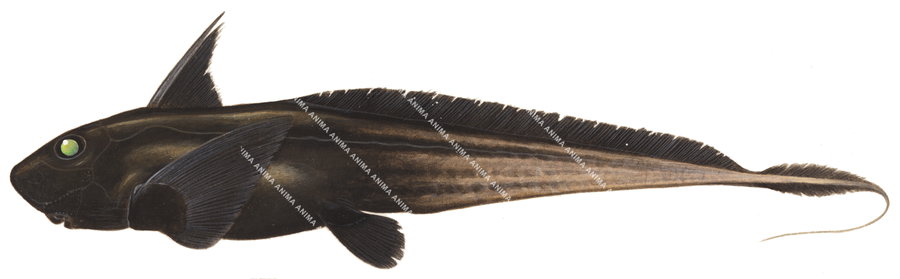 Black Ghostshark,Hydrolagus homonycteris. Illustration by R. Swainston, side view, colourful.