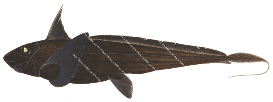 illustration of the Longspine Chimaera,Chimaera macrospina on white background, side view, colours.