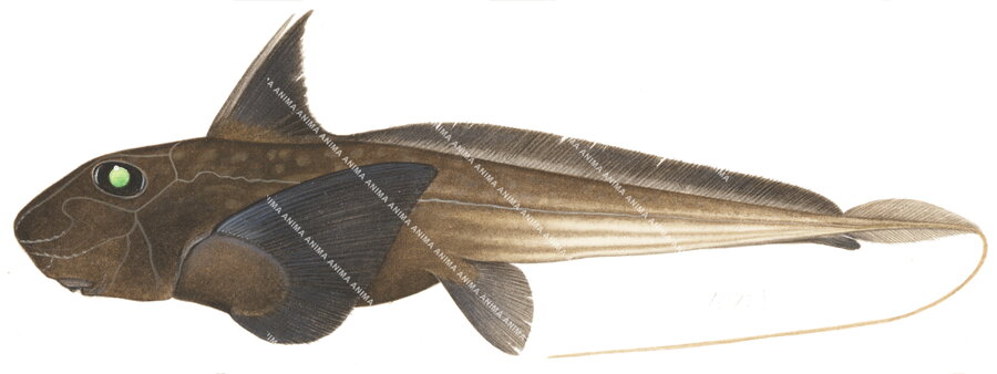 scientific illustration of the Shortspine Chimaera,Chimaera obscura, side view, colouful.