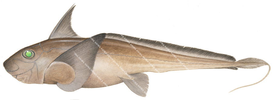 realistic illustration of the Southern Chimaera,Chimaera fulva by roger swainston, side view.