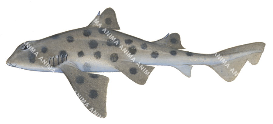 Shark illustration of the Mexican Hornshark,Heterodontus mexicanus, side view, colourful.