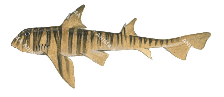 Scientific illustration of the Zebra Hornshark-2,Heterodontus zebra, side view, colourful.