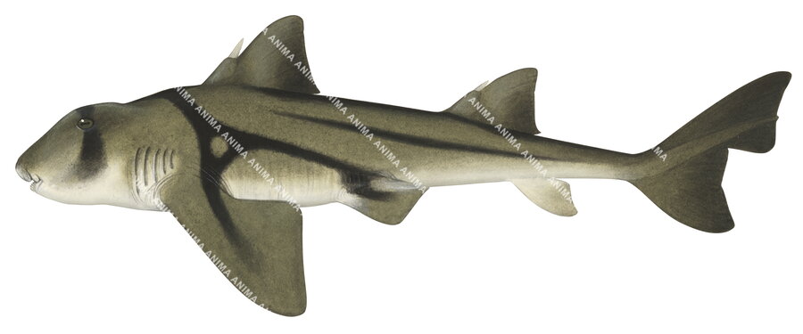 Detailled, colourful shark illustration of the Port Jackson Shark,Heterodontus portusjacksoni, side view.