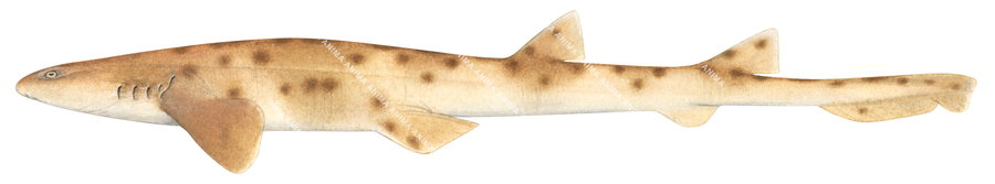 Illustration on white background of the Ginger Carpetshark,Parascyllium sparsimaculatum, side view.