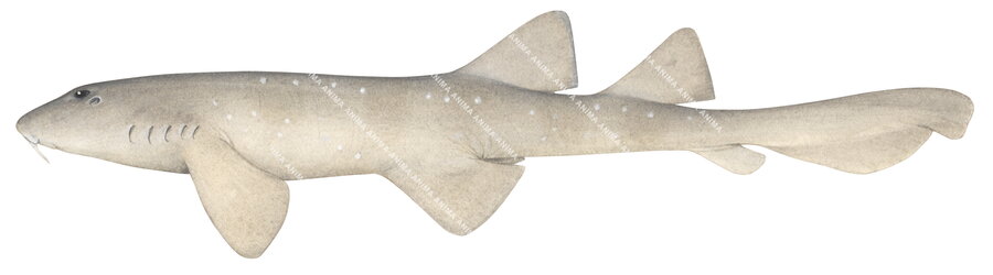 high quality illustration of the Blind Shark,pale colour, Brachaelurus waddi, side view, colourful.