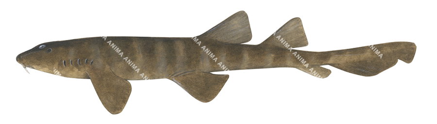 high quality illustration of the Blind Shark,dark colour, Brachaelurus waddi, side view, colourful.