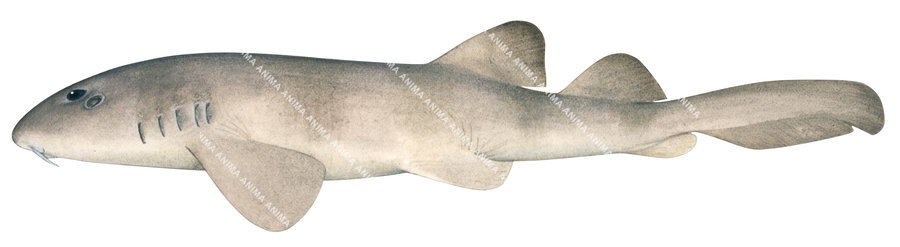 High resolution fish illustration of the Colclough's Shark,Brachaelurus colcloughi,side view, colourful.