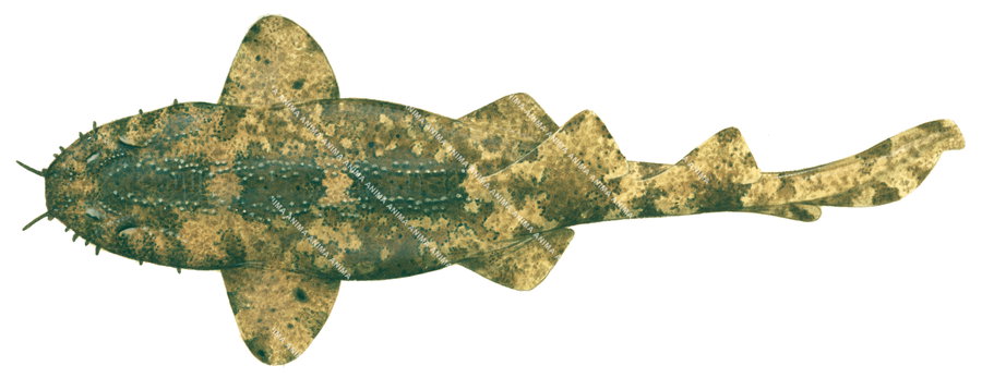 Shark illustration on white background of the Cobbler Wobbegong-2,Sutorectus tentaculatus, dorsal view, colourful.