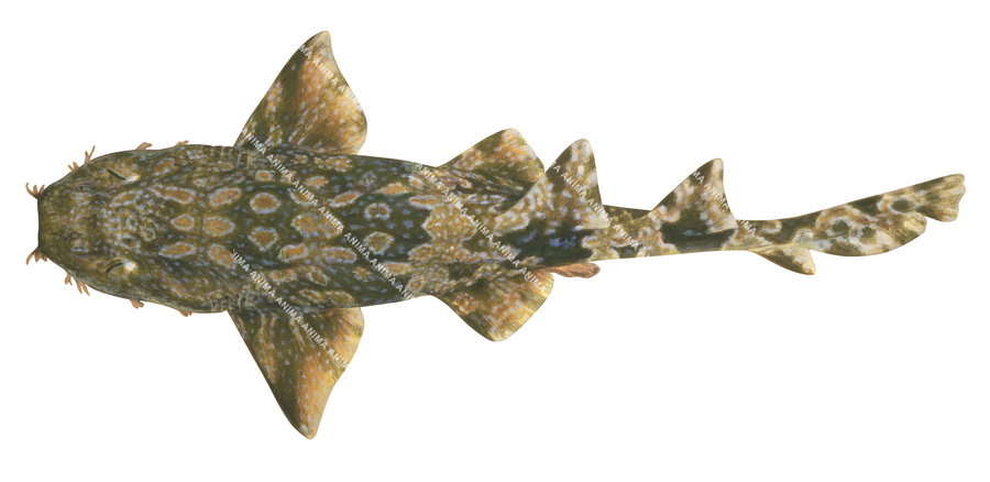 Shark illustration on white background of the Dwarf Spotted Wobbegong, dorsal view, colourful.