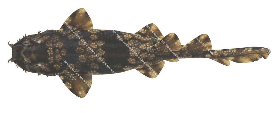 Shark illustration on white background of the Floral Banded Wobbegong, side view, colourful.