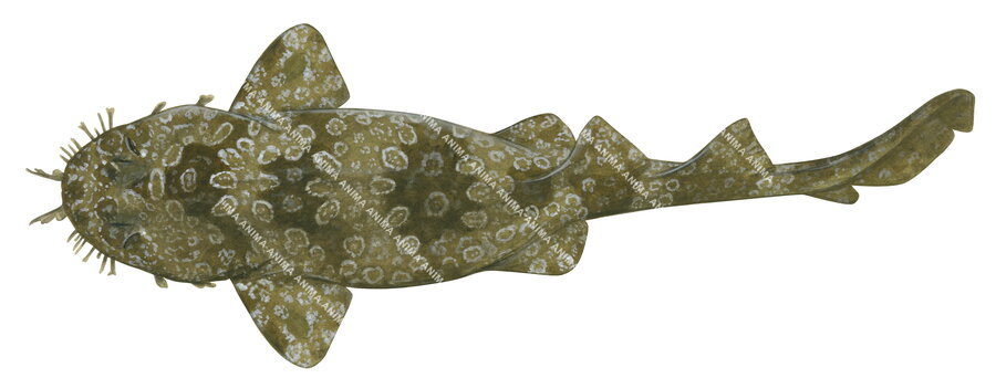 Shark illustration on white background of the Spotted Wobbegong-1,orectolobus maculatus , side view, colourful.