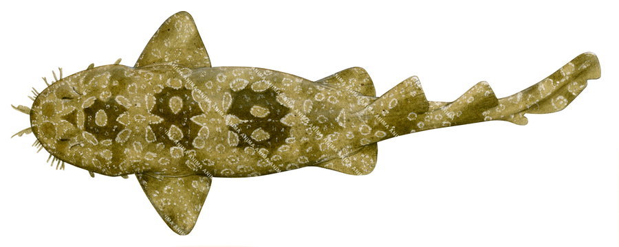 Shark illustration on white background of the Spotted Wobbegong-3,orectolobus maculatus , side view, colourful.