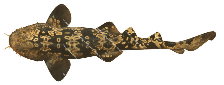 quality shark illustration of the Western Wobbegong , Orectolobus hutchinsi, dorsal view, colourful.