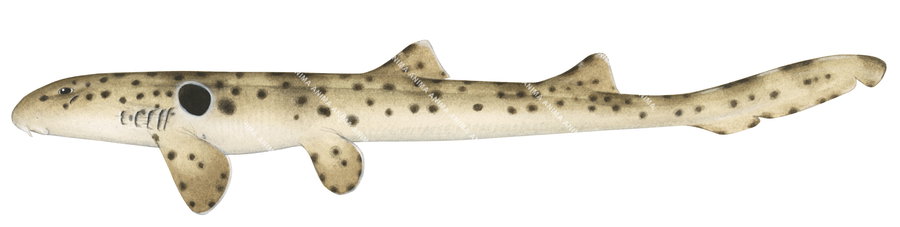 realistic illustration of the Epaulette Shark,Hemiscyllium ocellatum, alive position, colourful.