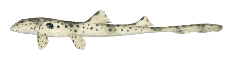 realistic illustration of the Epaulette Shark-3,Hemiscyllium ocellatum, alive position, colourful.