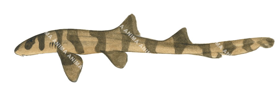 Shark illustration of the Grey Carpetshark, juvenile, Chiloscyllium punctatum, white background, side view.